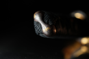 Wakizashi Antico Giapponese NBTHK firmato da Hatakeyama Masamitsu, Periodo Edo