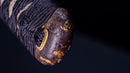 Katana Antica Giapponese dal Tardo Muromachi, 66.6 cm